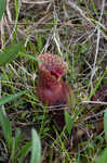 Purple pitcherplant